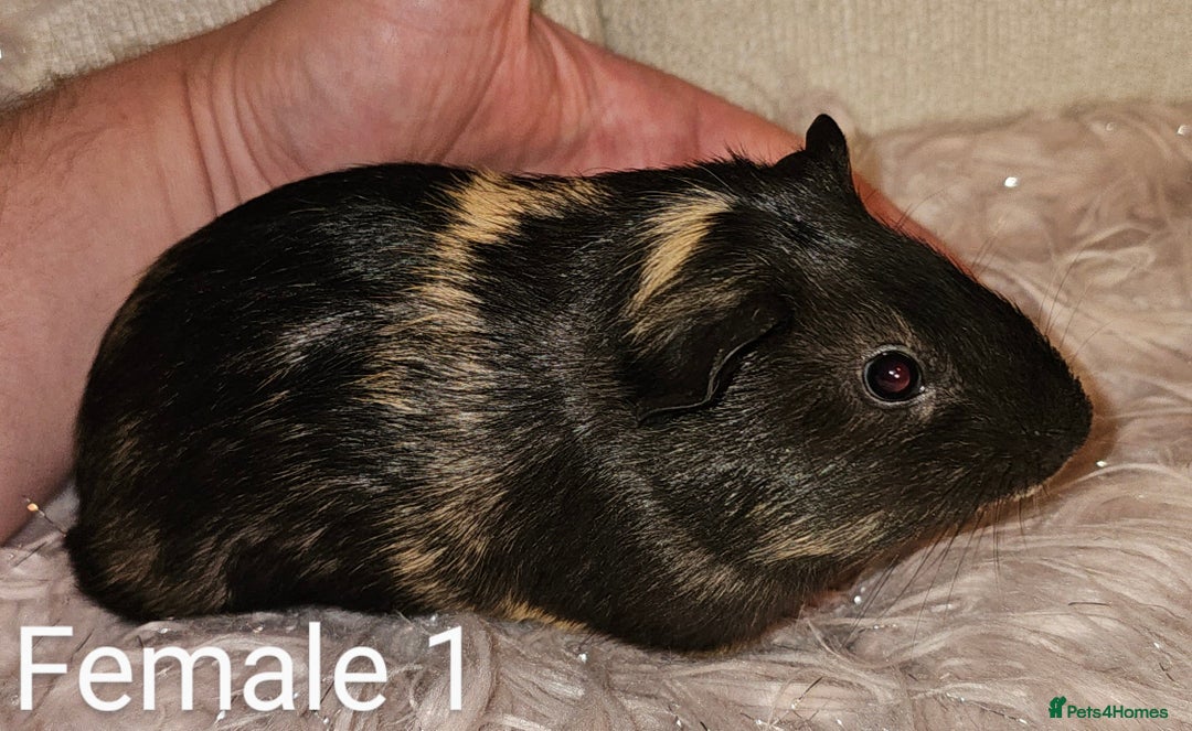 Guinea Pig rodents for sale: 7 Week Old Baby Guinea Pigs - Image 10