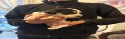 Beagle dogs for sale: Beagle pups in Bradford - Advert 16