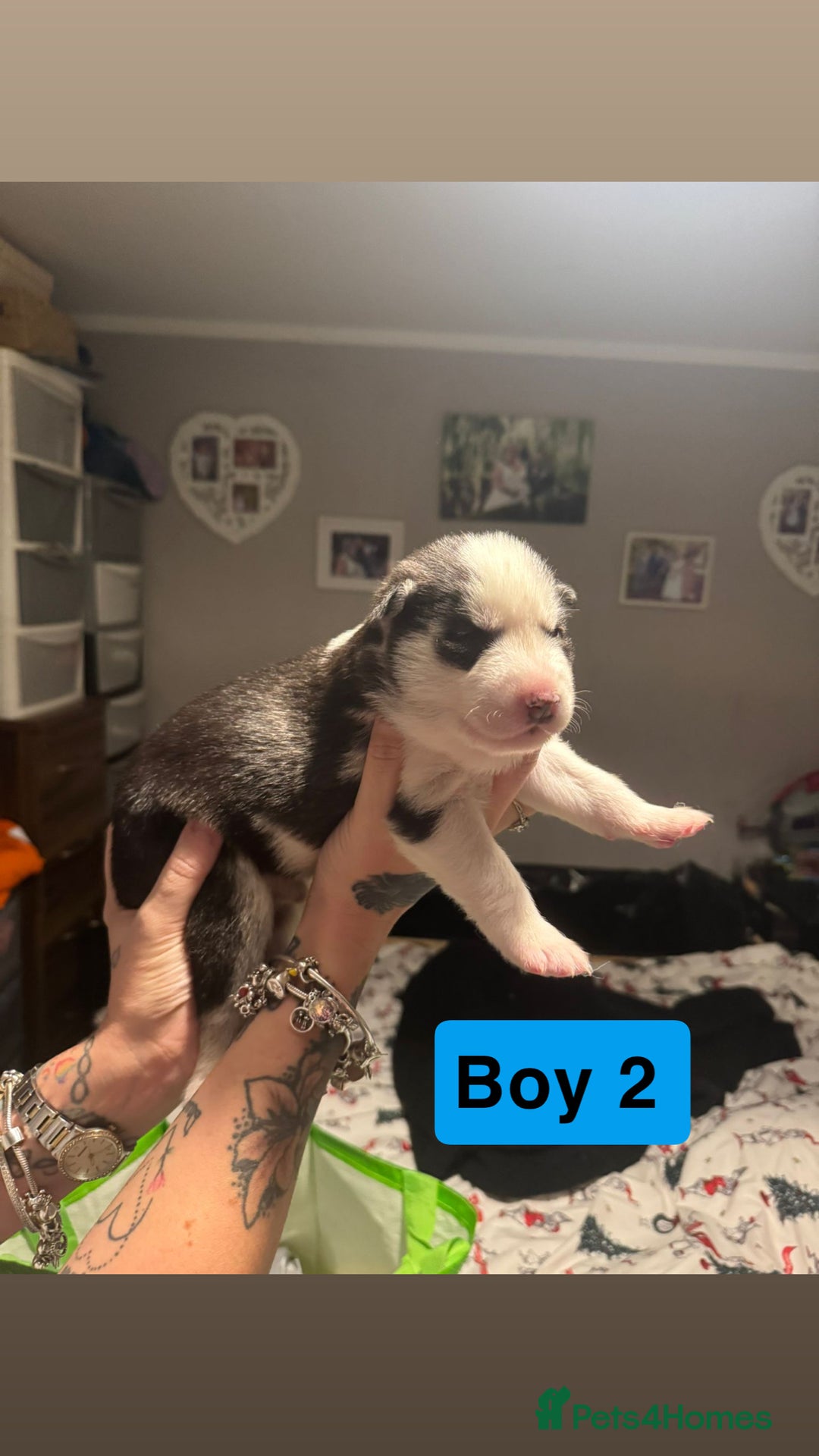 Siberian Husky dogs for sale: Siberian Husky Pups  - Advert 2