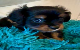 Cavalier King Charles Spaniel dogs for sale: Cavalier King Charles carries of Chocolate Gene - Advert 9