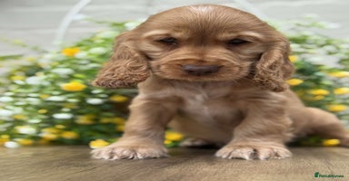 Cocker Spaniel dogs - Advert 15