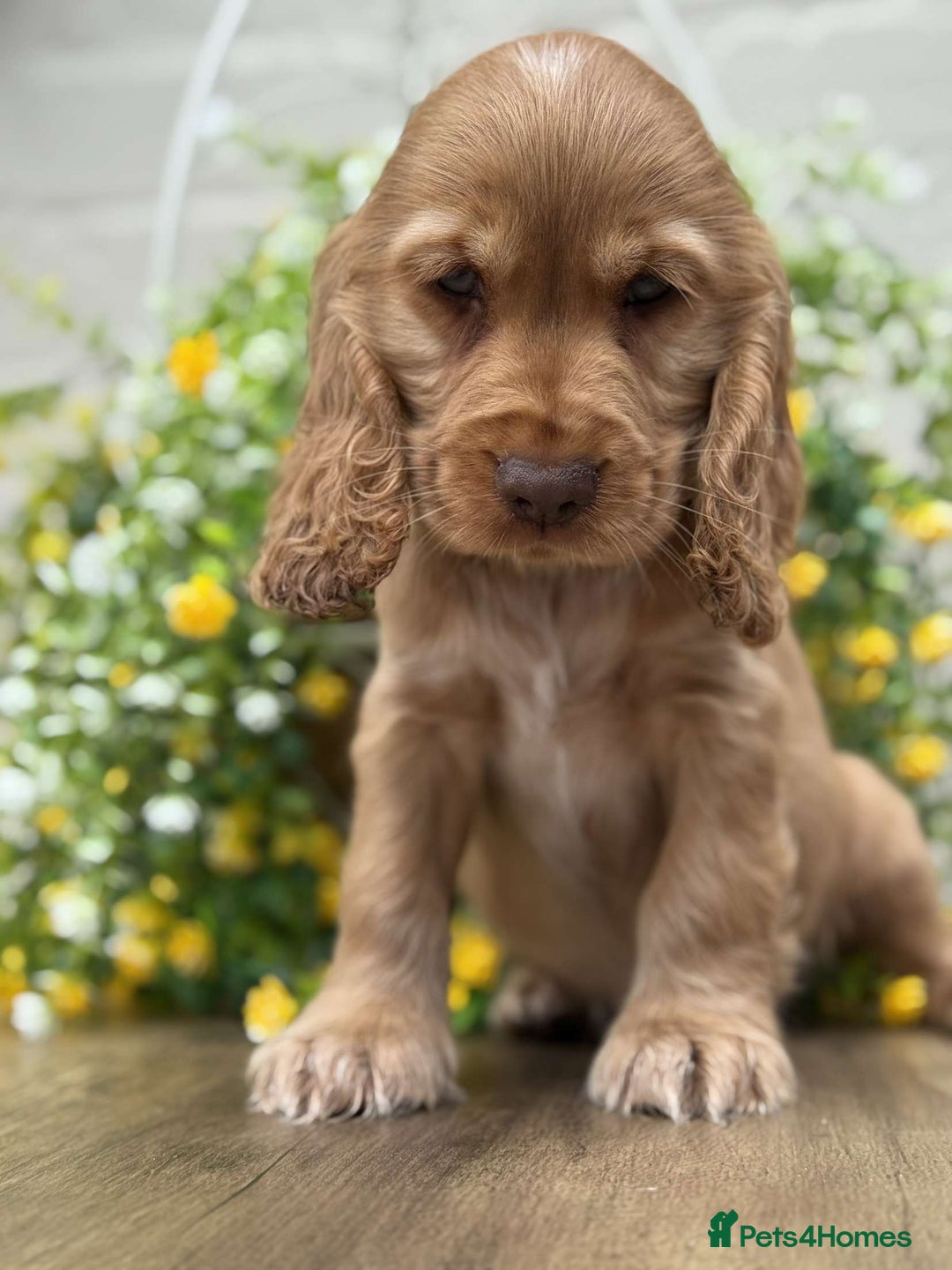 Cocker Spaniel dogs for sale: Showtype cocker spaniels  - Image 3
