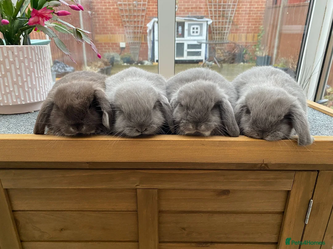 Mini Lop rabbits for sale: ❤️Mini Lop bunny 🐰 for sale   - Advert 1