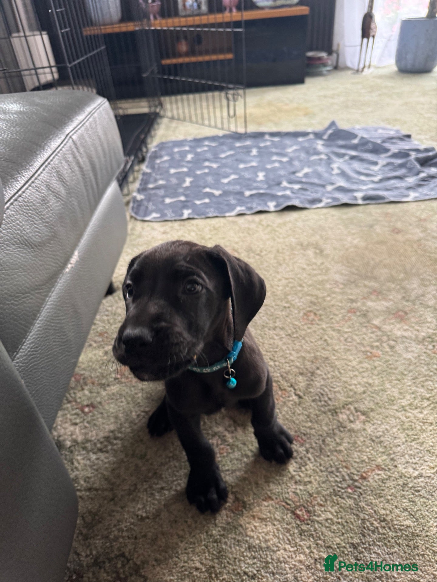 Great Dane dogs Ready now! Beautiful KC Great Dane puppies  - Advert 1