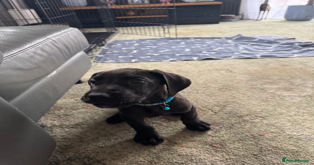 Great dane Great Dane Puppies for sale | Pets4Homes