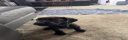 Great Dane dogs for sale: Ready now! Beautiful KC Great Dane puppies  - Advert 17