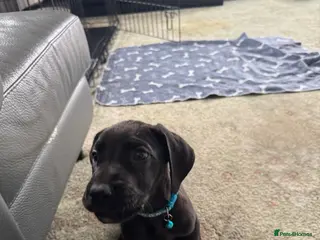 Great Dane dogs Ready now! Beautiful KC Great Dane puppies - Advert 3