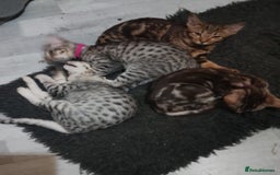 Ocicat cats for sale: 3 Pretty, Pedigree, Black Silver Ocicat Girls - Image 4