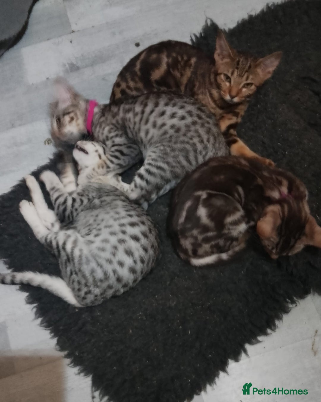 Ocicat cats for sale: 3 Pretty, Pedigree, Black Silver Ocicat Girls - Image 4