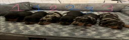 Dachshund dogs for sale: Dachshunds for sale - Advert 18