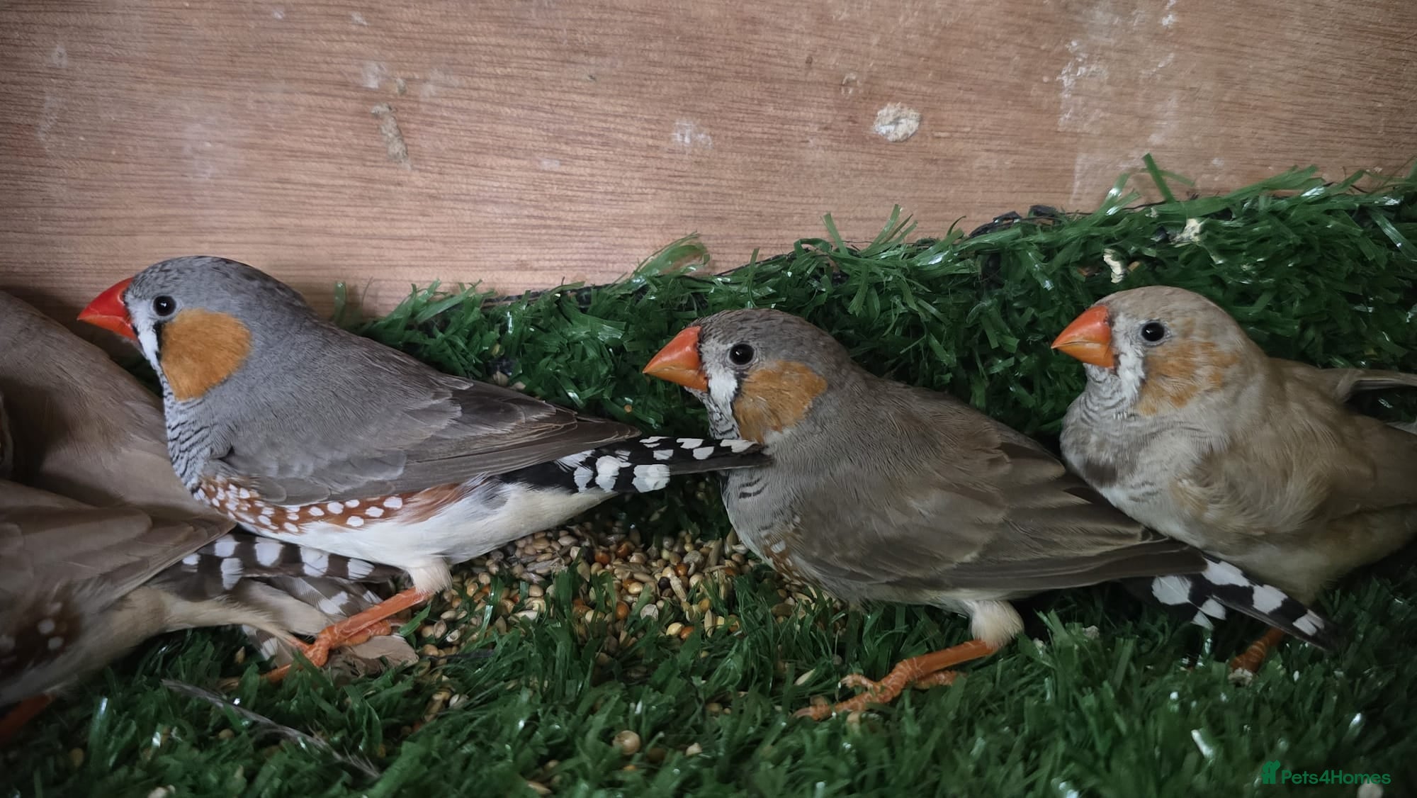 Finches birds Zebra finch - Advert 7