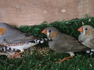 Finches birds Zebra finch - Advert 2