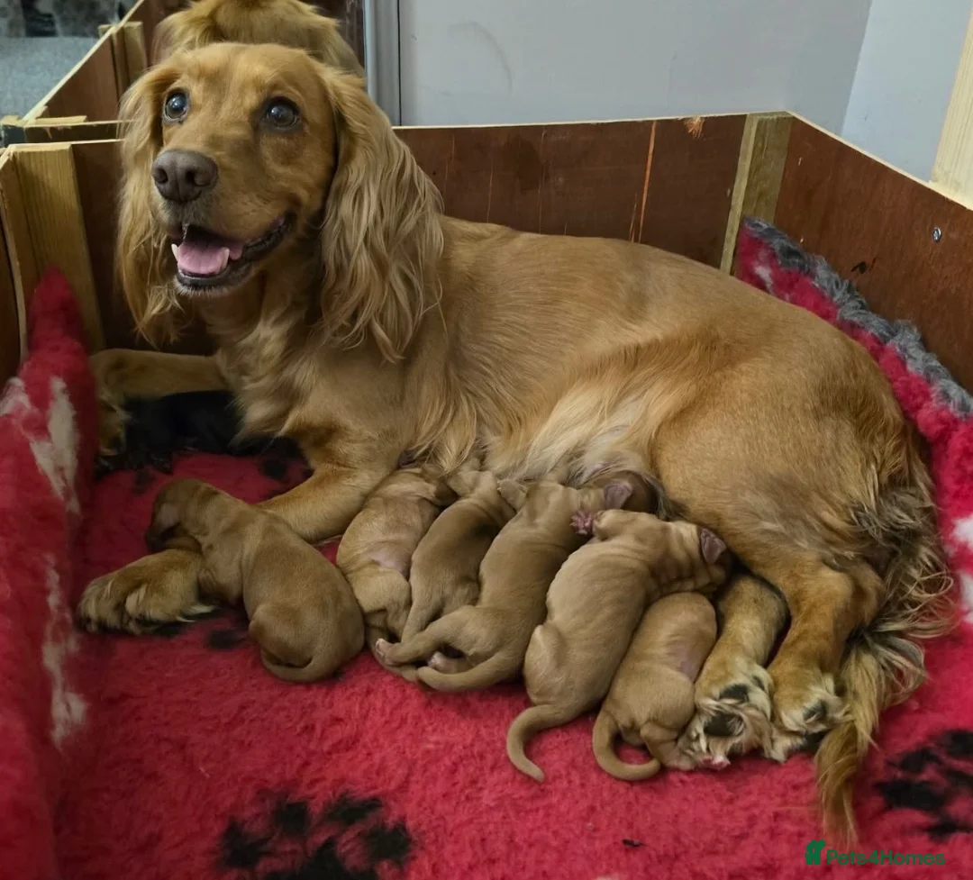 Cocker Spaniel dogs for sale: Stunning Cocker Spaniel Puppies in Whitley Bay - Advert 1