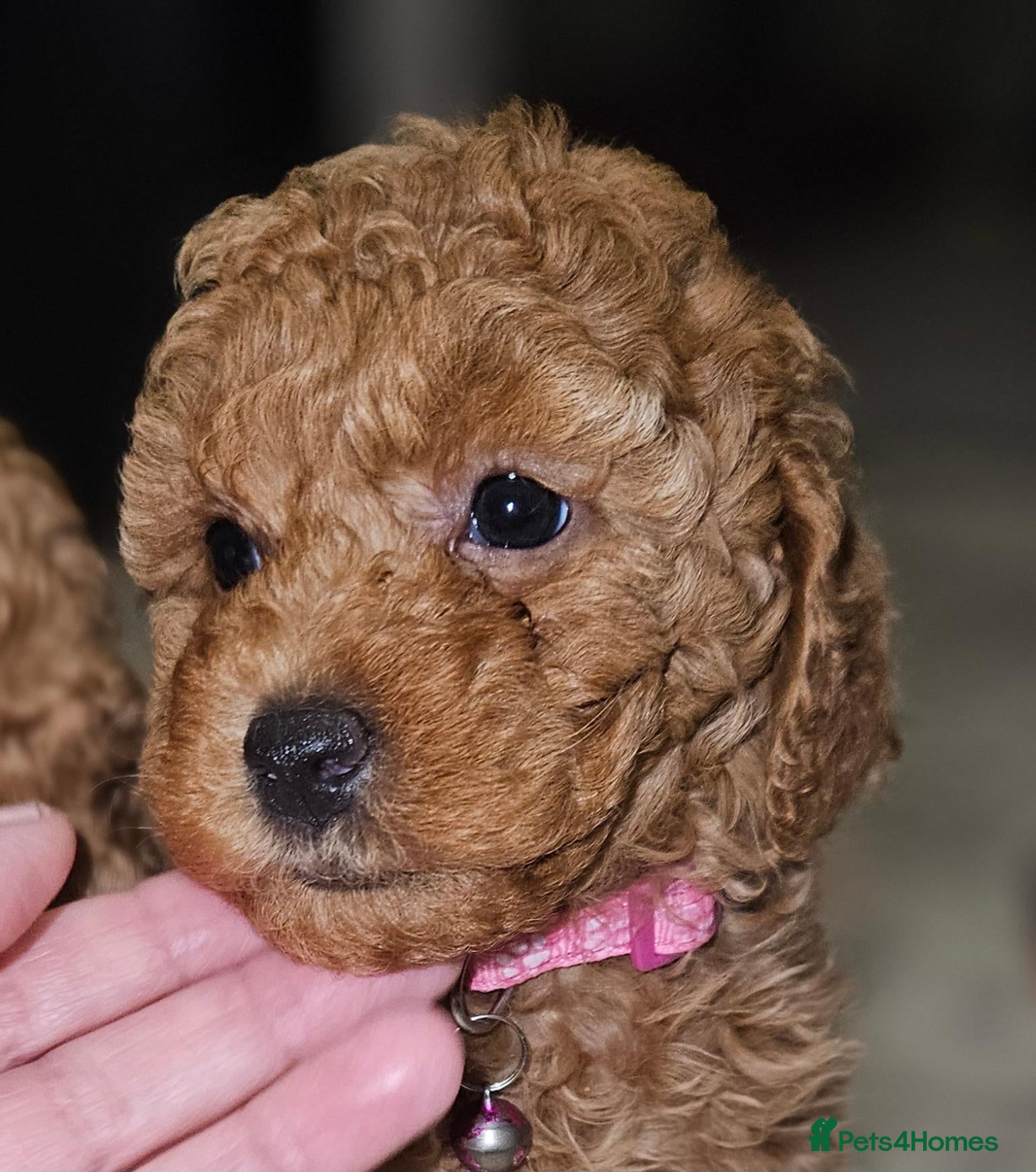 Toy Poodle dogs Licensed breeder kc toy poodle Girl available  - Advert 1