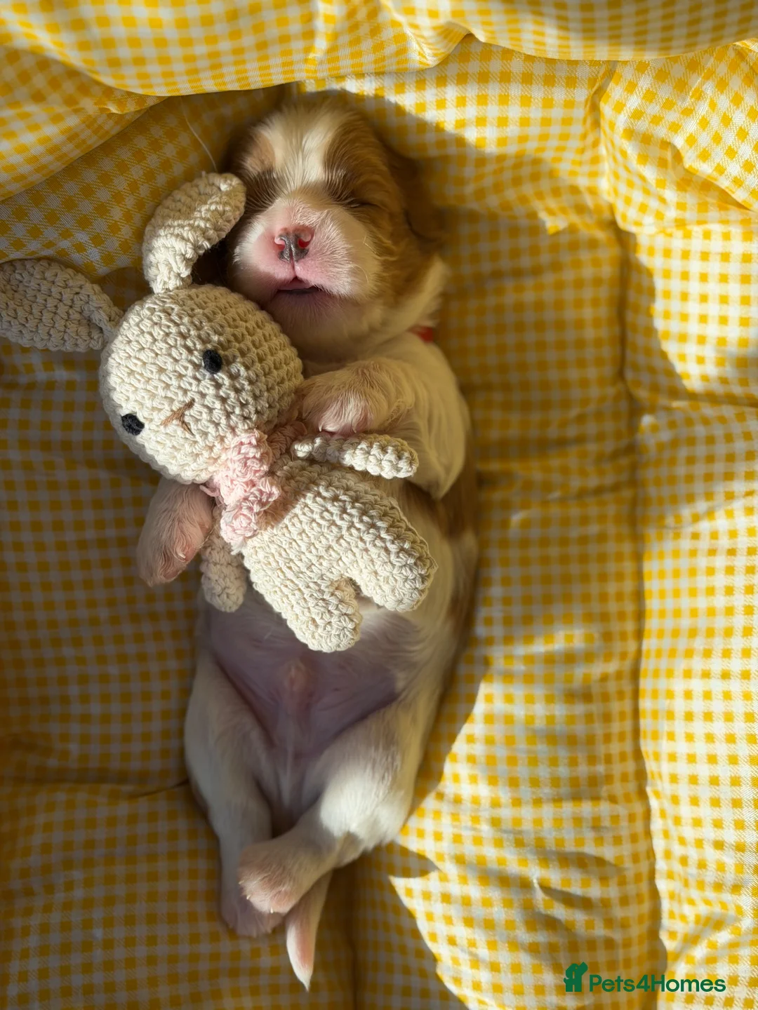 Cavalier King Charles Spaniel dogs for sale: KC reg TOP Cavaliers King Charles Spaniel - Advert 2