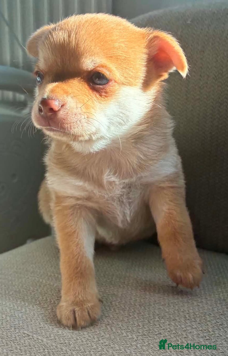 Pomchi dogs Last 2 Pomchis READY NOW - Advert 2