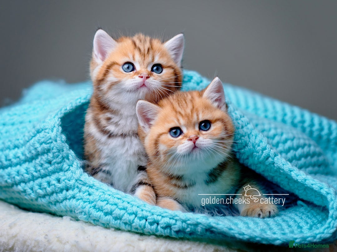 British Shorthair cats for sale: Show Quality Golden Shaded Kittens - Image 10
