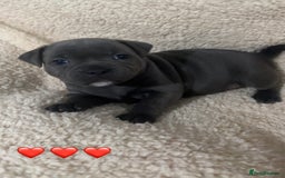 Staffordshire Bull Terrier dogs for sale: Piro daughter & Pharon (Bullscaff) pups for sale - Image 15