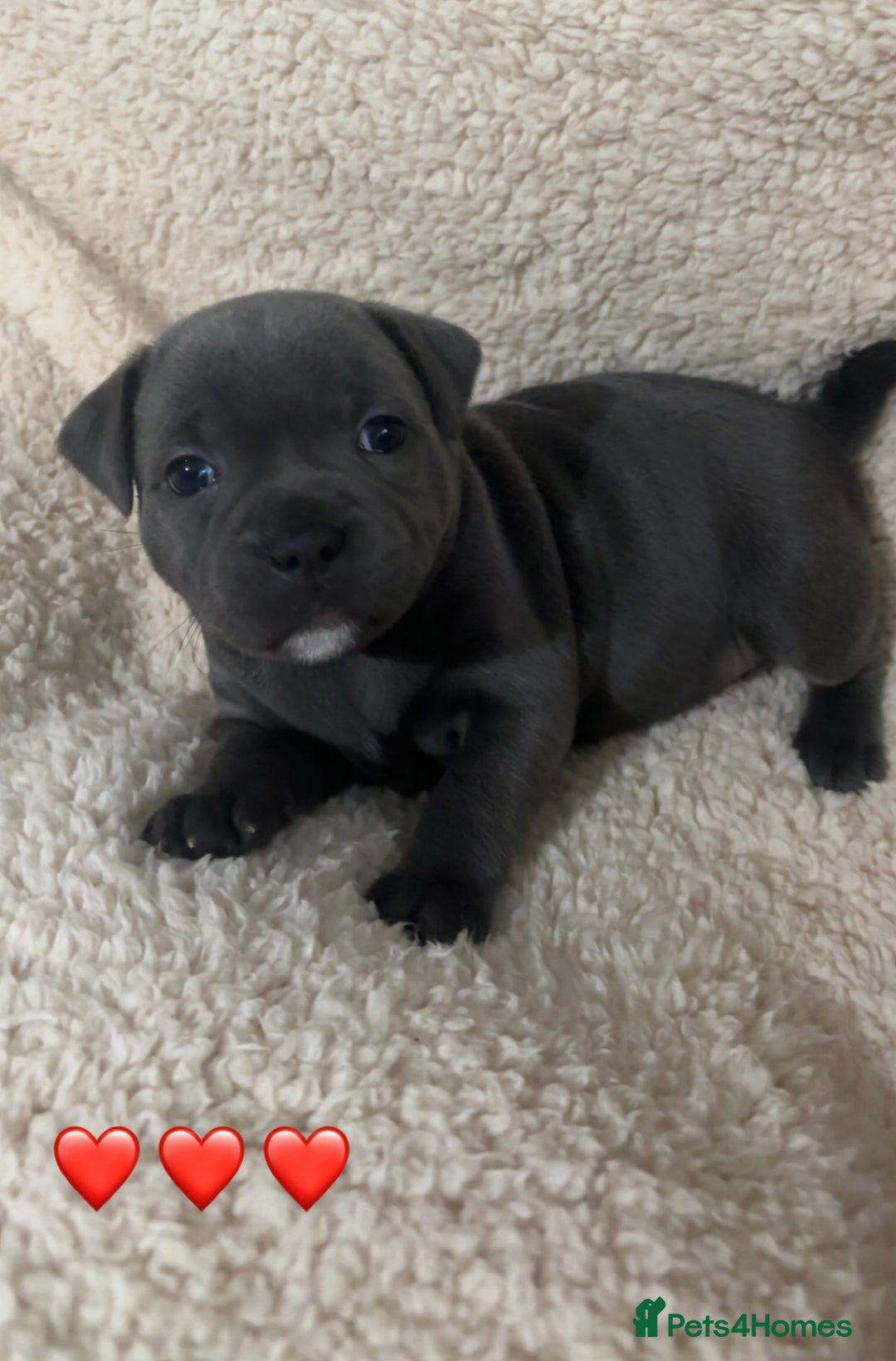 Staffordshire Bull Terrier dogs for sale: Piro daughter & Pharon (Bullscaff) pups for sale - Image 15