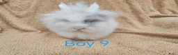 Lionhead rabbits for sale: Double mane lionhead rabbits - Advert 16