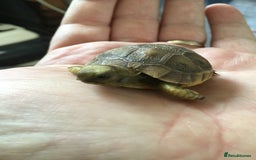 Tortoise reptiles for sale: Baby med spur thigh torotises with full set uo - Image 2