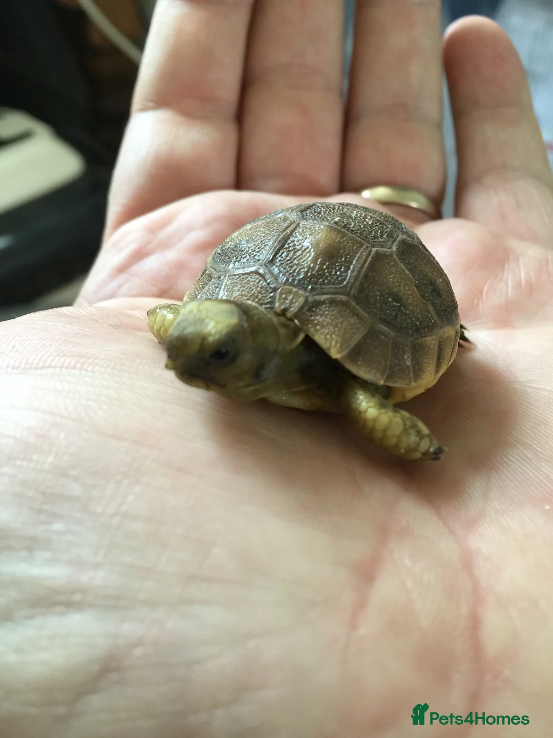 Tortoise reptiles for sale: Baby med spur thigh torotises with full set uo - Advert 2