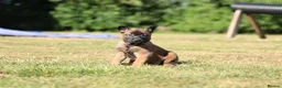 Belgian Shepherd Dog dogs for sale: Belgian Malinois/dutch herder  in Nantwich - Advert 6