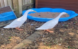 Ducks poultry for sale: Make and female white runner ducks - Image 3