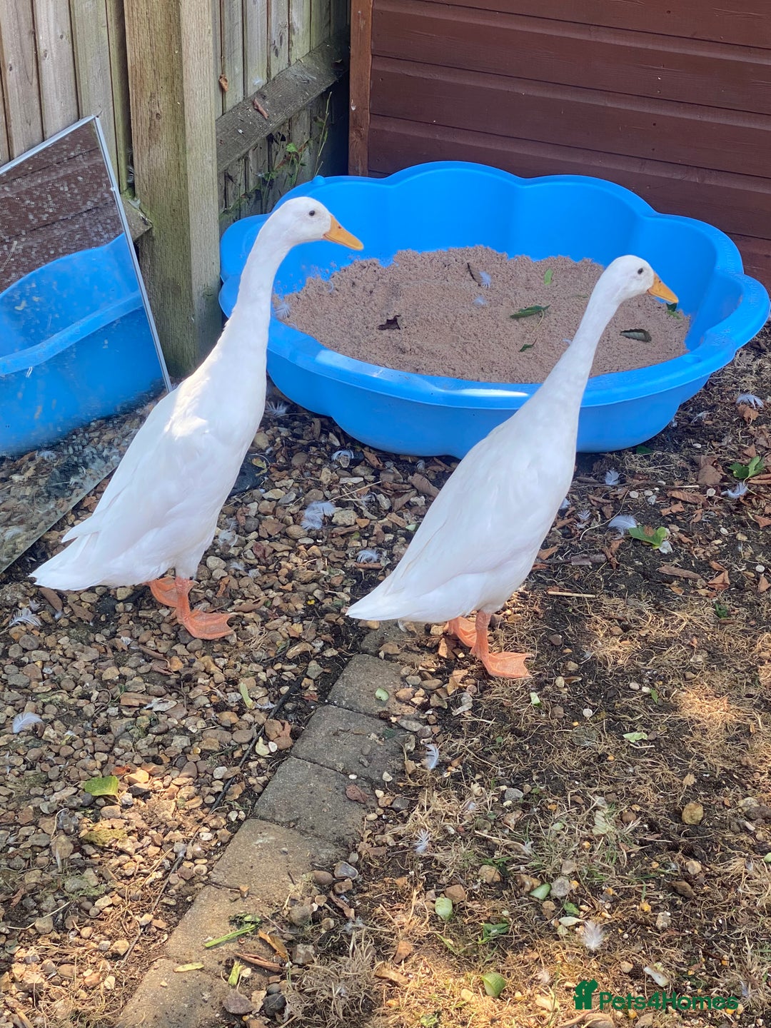 Ducks poultry for sale: Make and female white runner ducks - Image 3