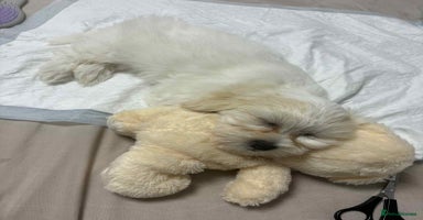 Bichon Frise dogs - Advert 8