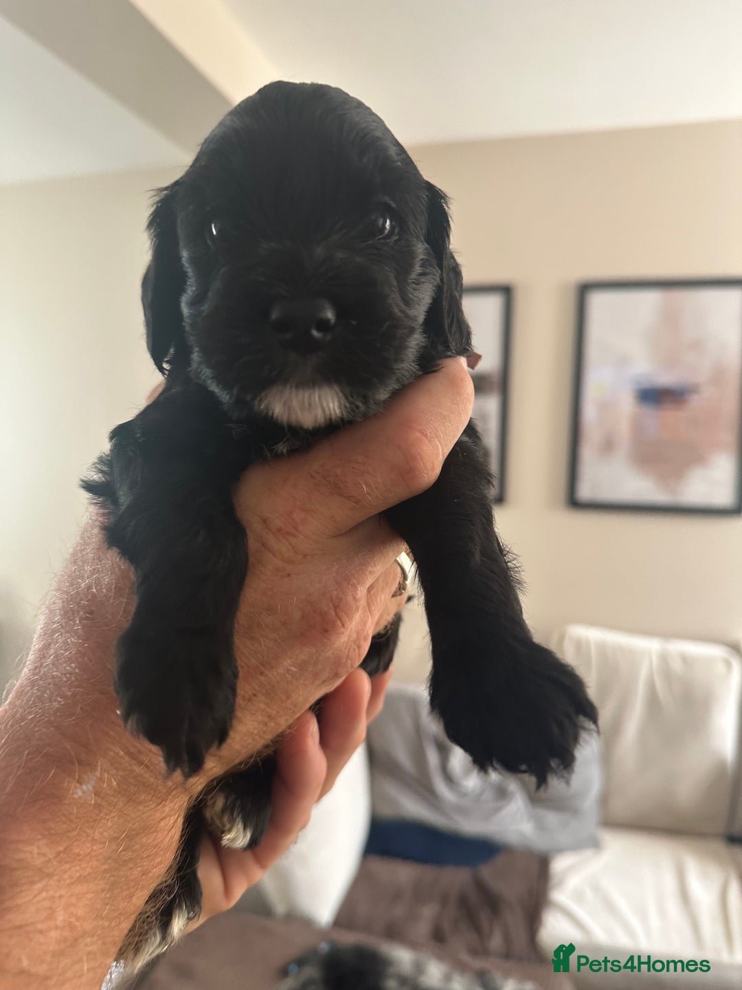 Cockapoo dogs for sale: Beautiful cockapoo puppies delivery possible - Image 5