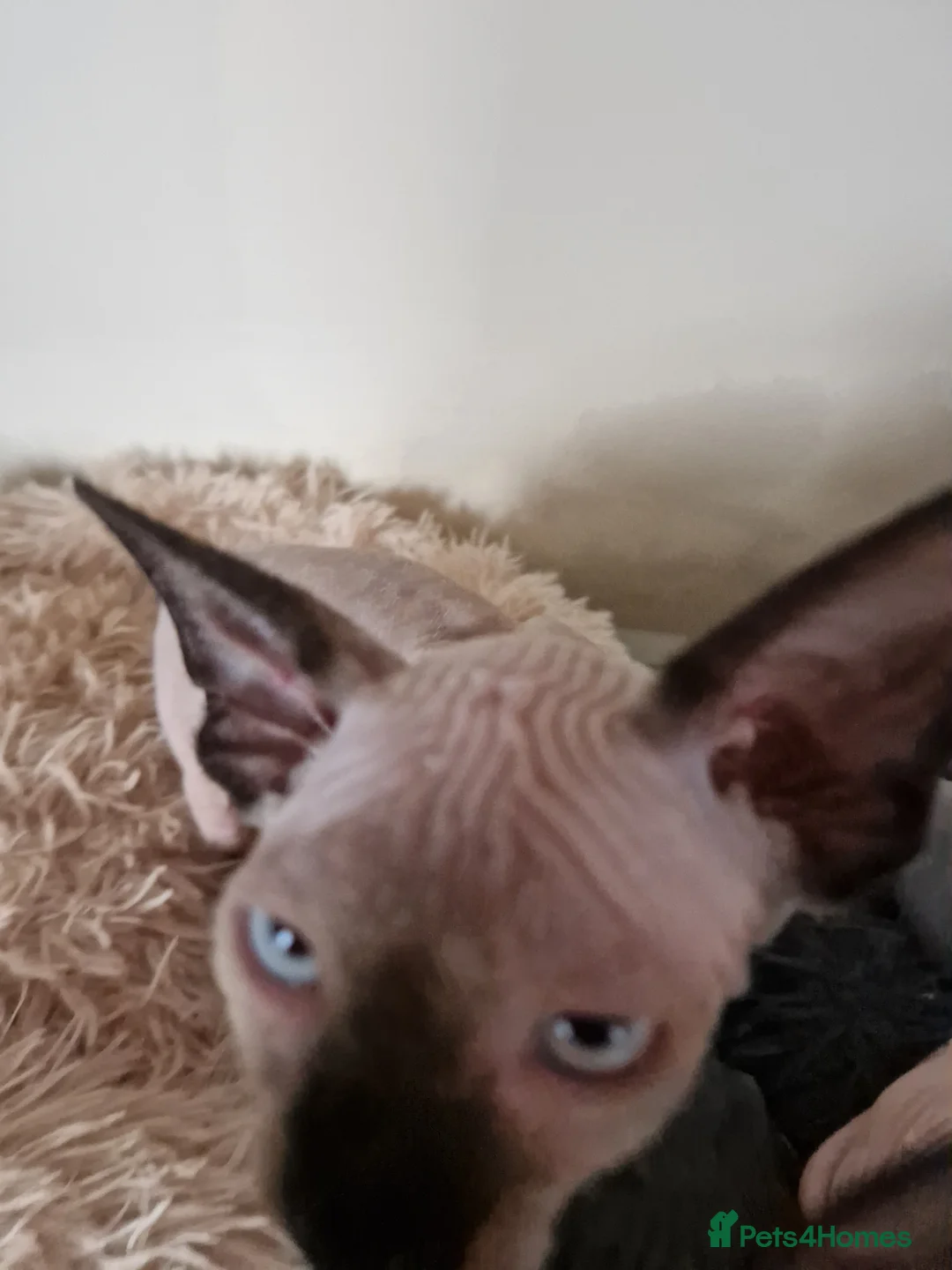 Sphynx cats for sale: Canadian Sphynx kittens - Advert 32