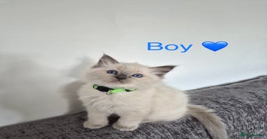 Ragdoll cats - Advert 11