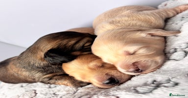 Miniature Dachshund dogs - Advert 2