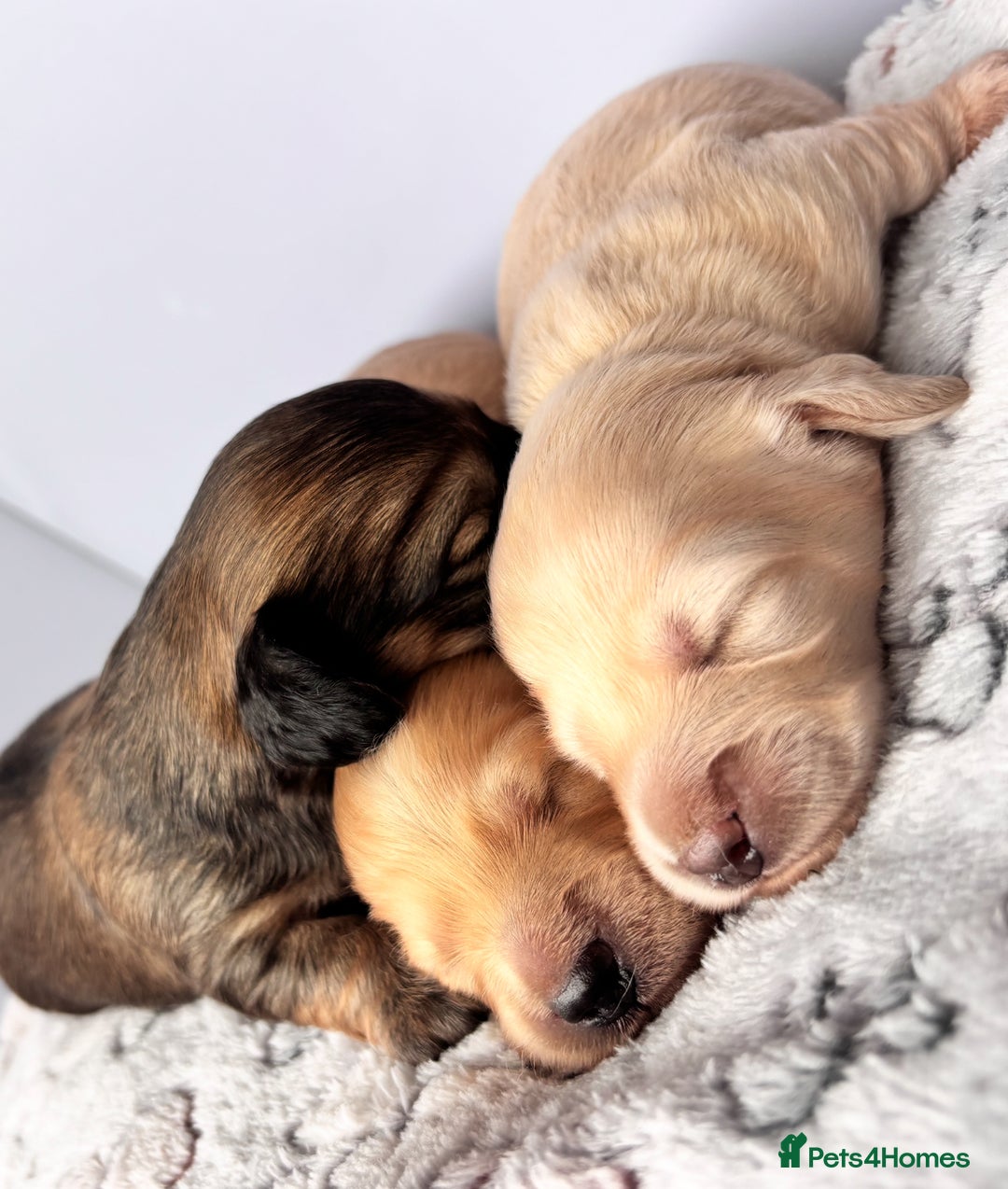 Miniature Dachshund dogs for sale: Long haired miniature dachshund ALL PUPS RESERVED - Image 2