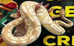 Python Snake reptiles for sale: Male Banana/caramel royal python with full set up  - Image 12