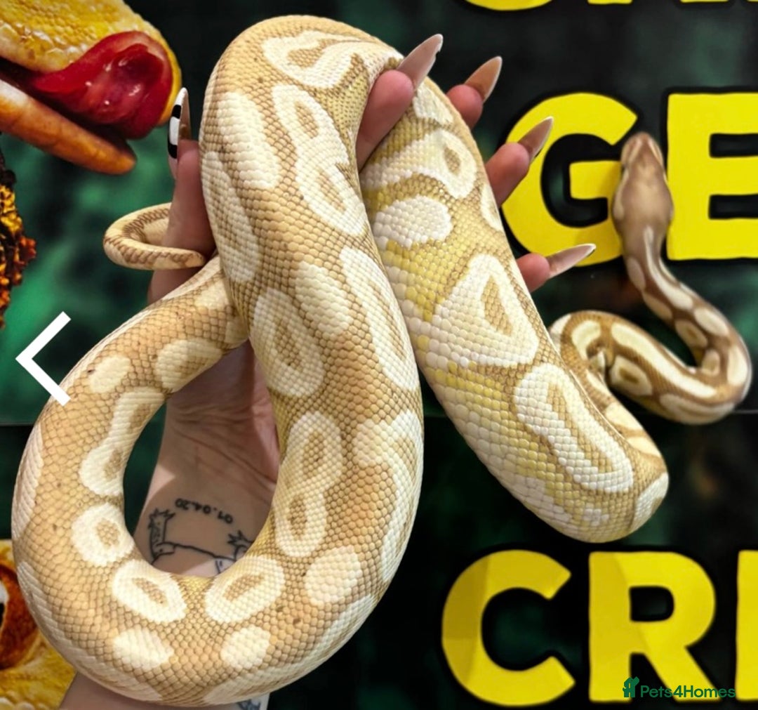 Python Snake reptiles for sale: Male Banana/caramel royal python with full set up  - Image 12