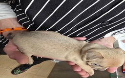 Chihuahua dogs for sale: Chihuahua pedigree pups. Not KC. - Image 16