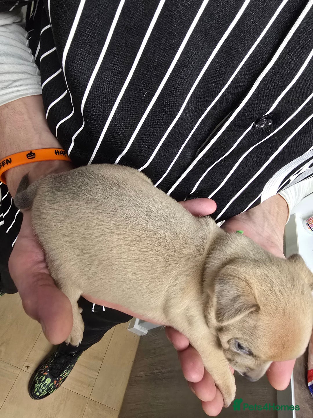 Chihuahua dogs for sale: Chihuahua pedigree pups. Not KC. - Image 16