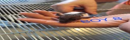 Rat rodents for sale: Baby male and female dumbos and rex rats  - Advert 17