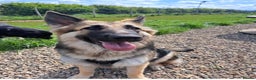 German Shepherd dogs for sale: Female German shepherd  - Advert 2