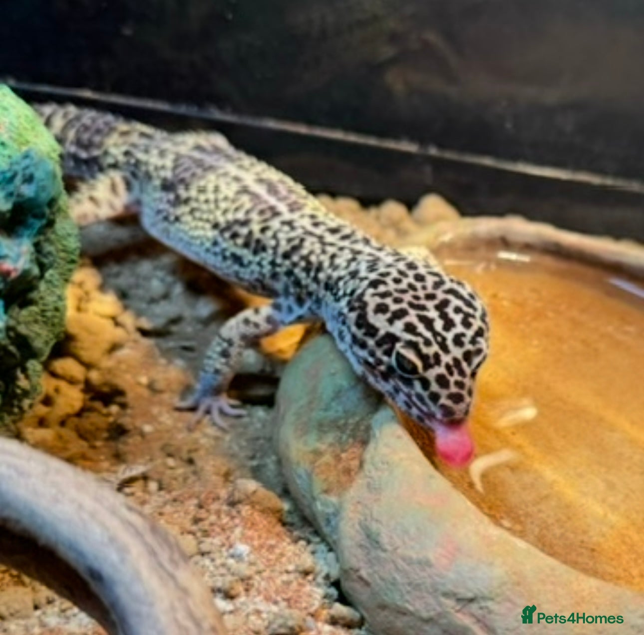 Leopard Gecko reptiles Leopard gecko with setup  - Advert 10