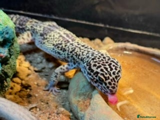 Leopard Gecko reptiles Leopard gecko with setup - Advert 11