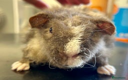 Guinea Pig rodents for sale: Teddy Guinea Pig Baby Boars - Image 15