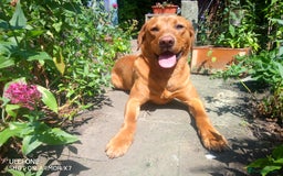 Labrador Retriever dogs for stud: Labrador retriever at Stud  in Blaydon-on-Tyne - Image 6