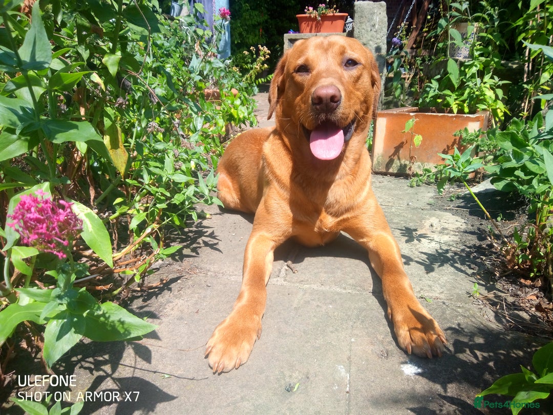 Labrador Retriever dogs for stud: Labrador retriever at Stud  in Blaydon-on-Tyne - Image 6