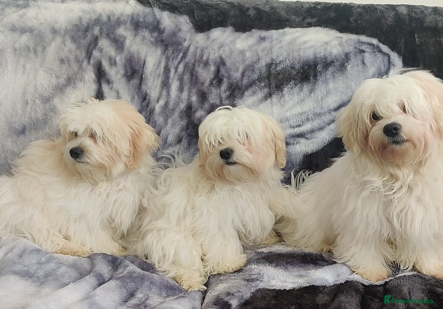 Maltese dogs BEAUTIFUL MALTESE PUPPIES - FROM LONDON . - Advert 11