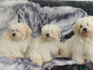 Maltese dogs BEAUTIFUL MALTESE PUPPIES - FROM LONDON . - Advert 15