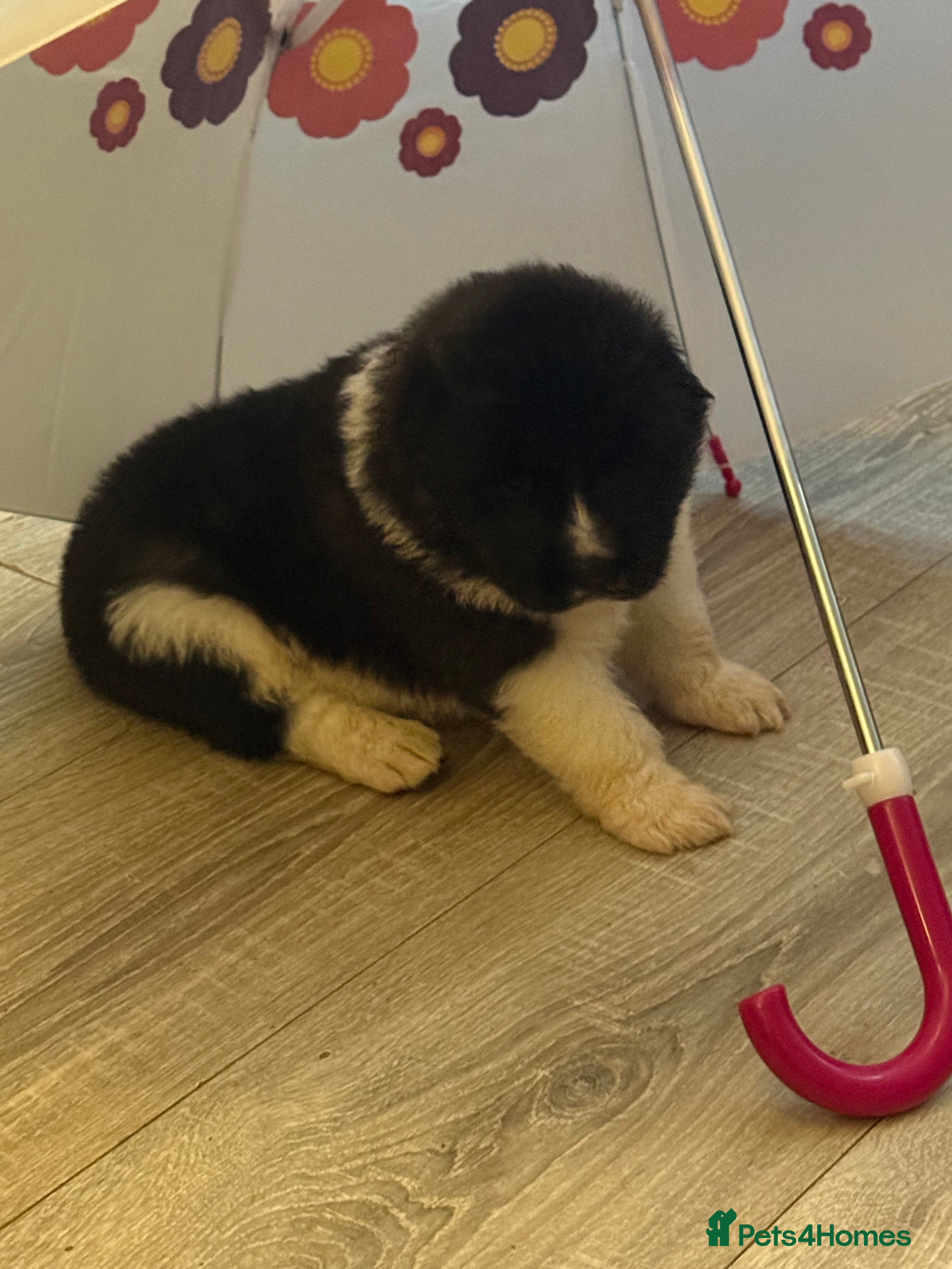 Akita dogs Big bear head full American Akitas  - Advert 1