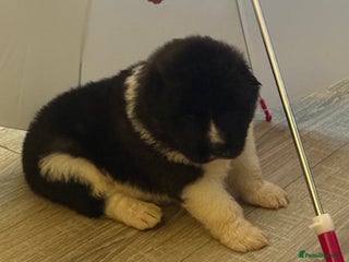 Akita dogs Big bear head full American Akitas - Advert 1